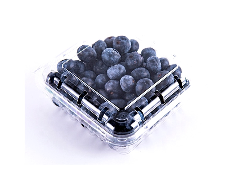 Blueberry pz